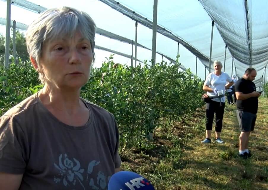 Berba borovnica okuplja najviše umirovljenike | Snimak zaslona HRT