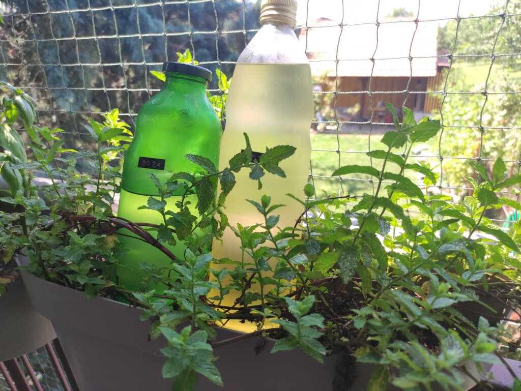 Sirup do mente u bocama na balkonu s mentama