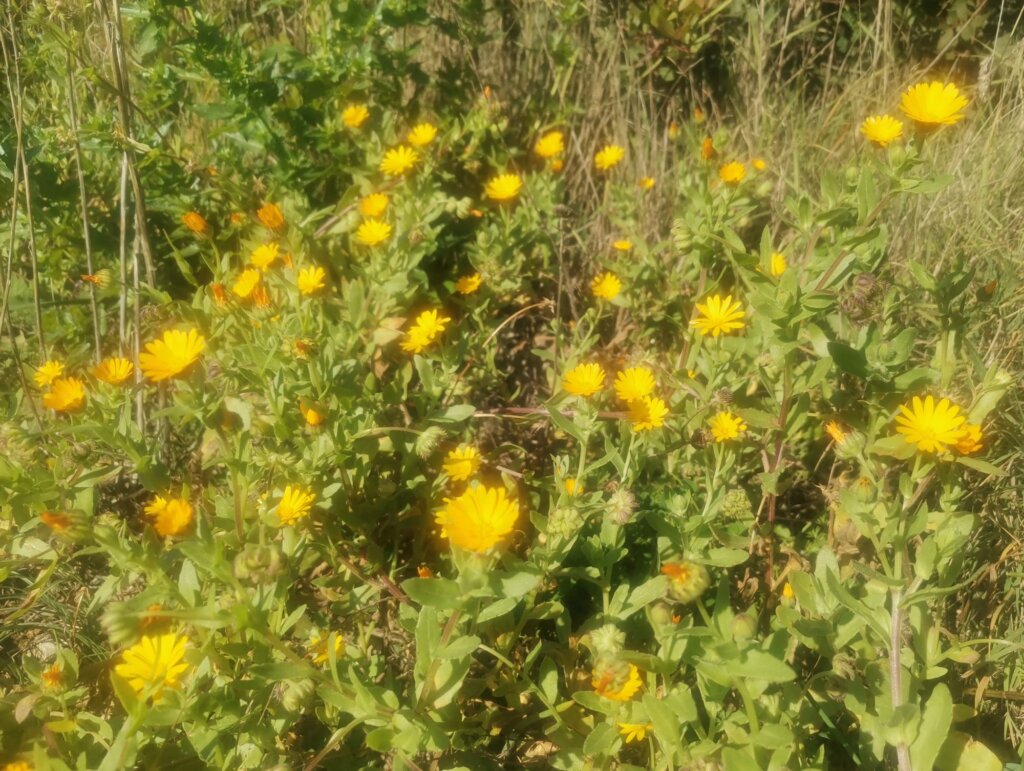 Poljski neven na dalmatinskom otoku zimi | Mirovina.hr