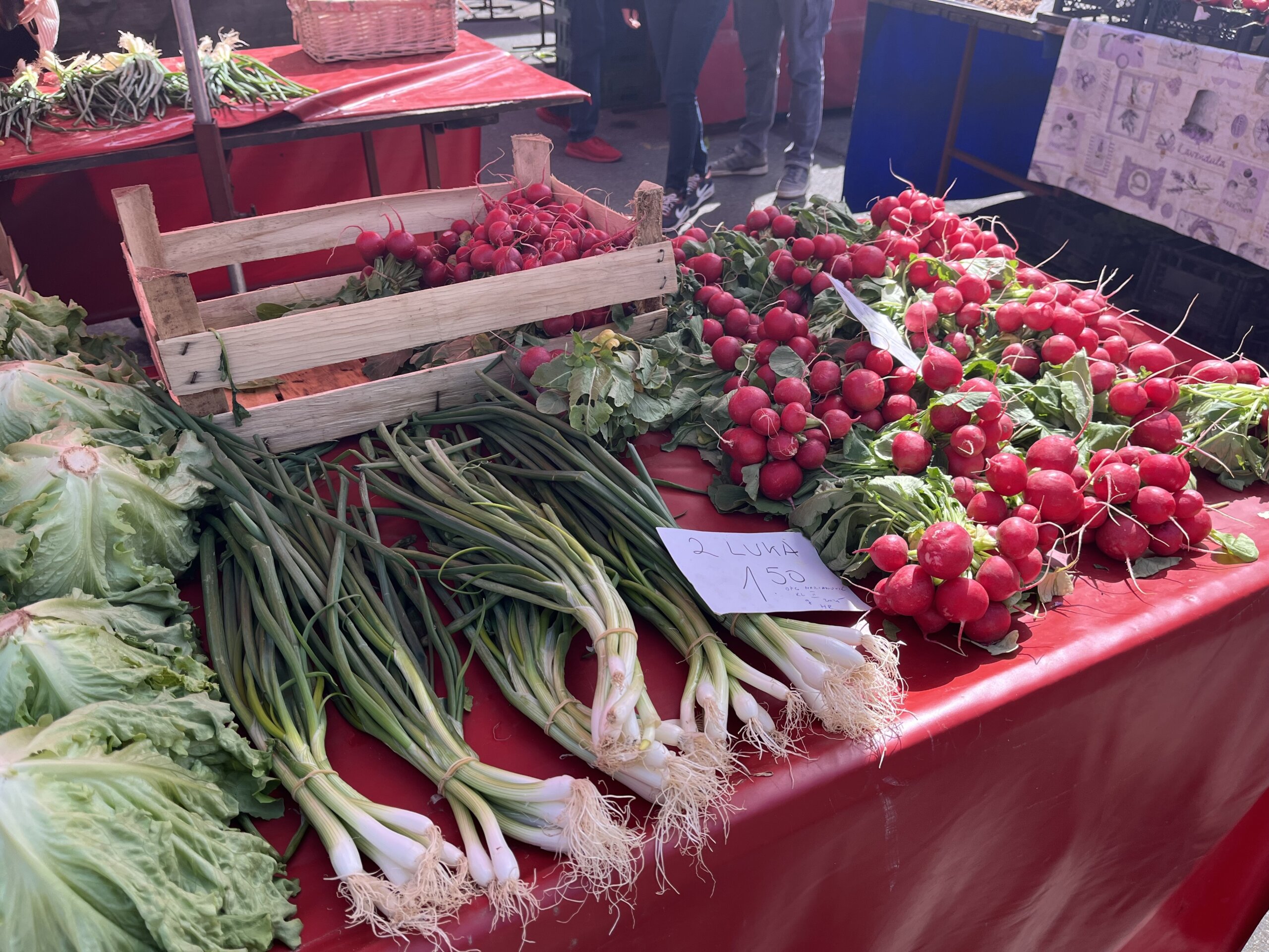 Mladi luk i rotkvice