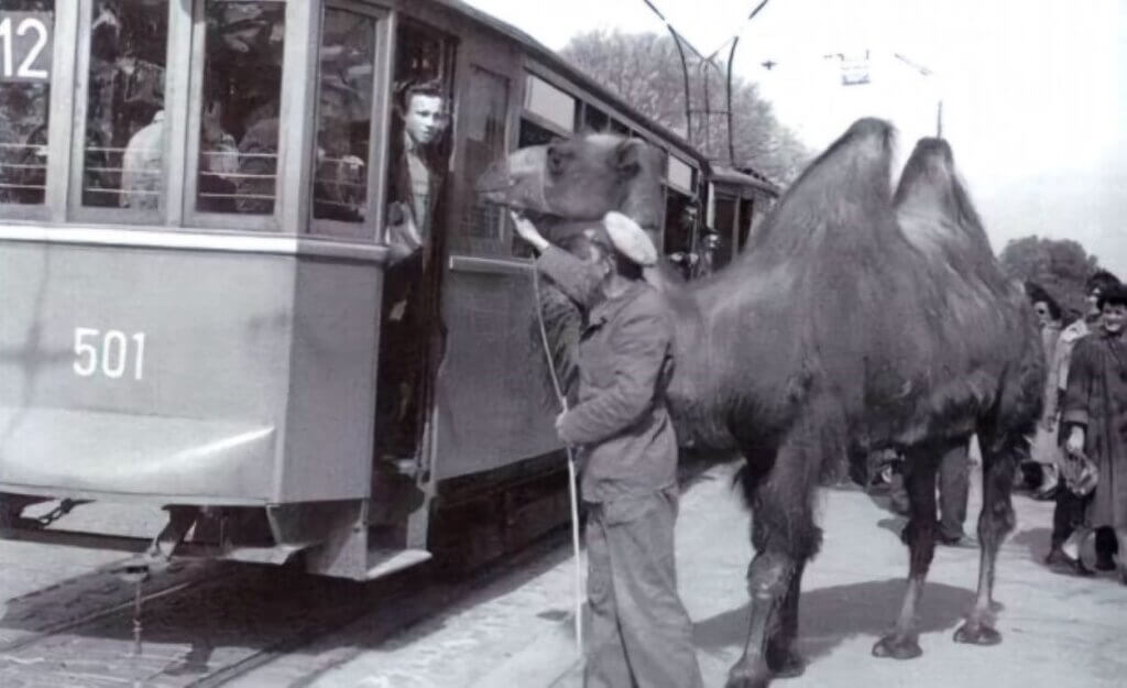 Deva iz zagrebačkog Zoo vrta