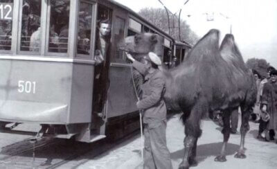 Deva iz zagrebačkog Zoo vrta