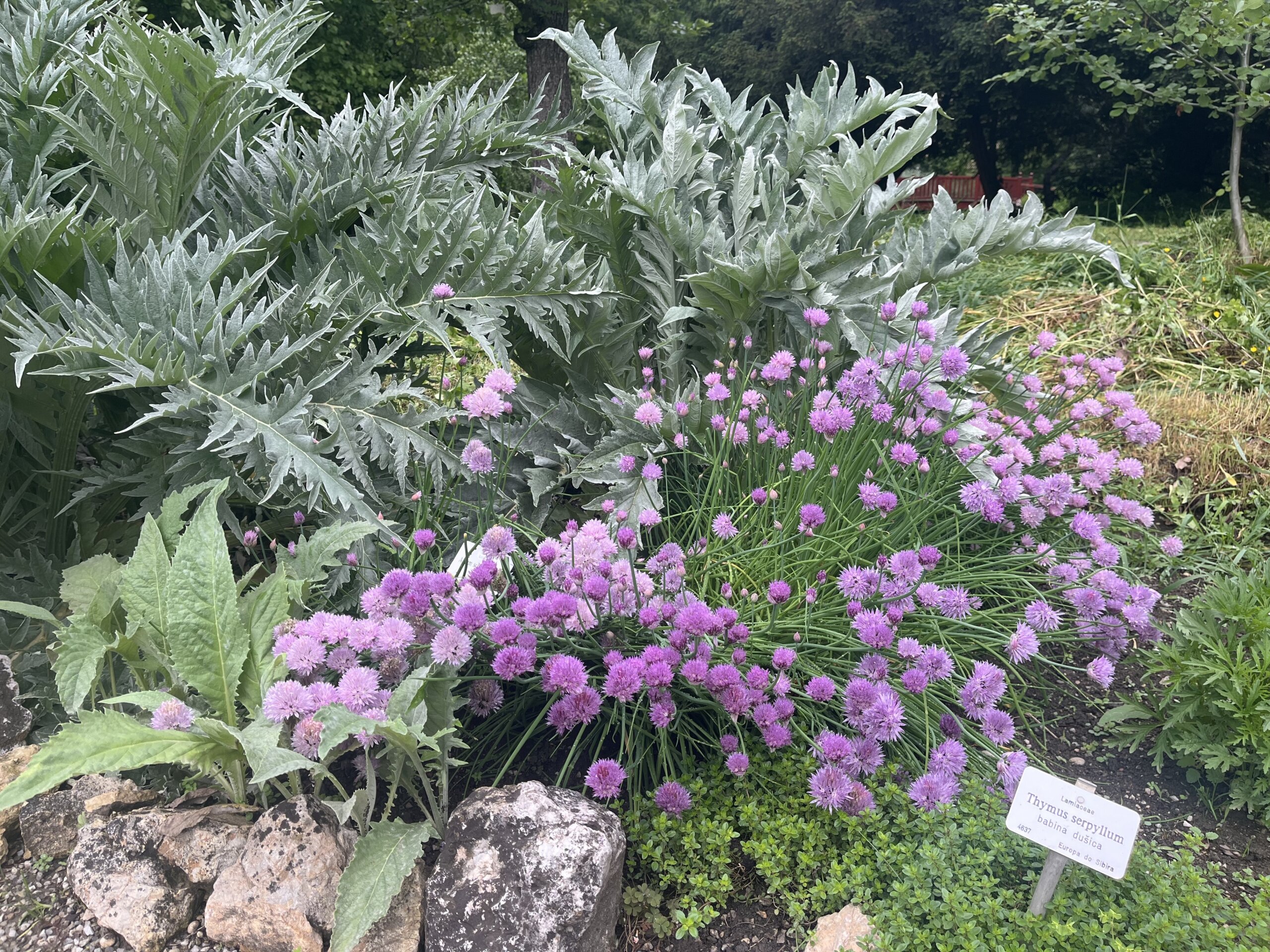 Ljubičasto cvijeće