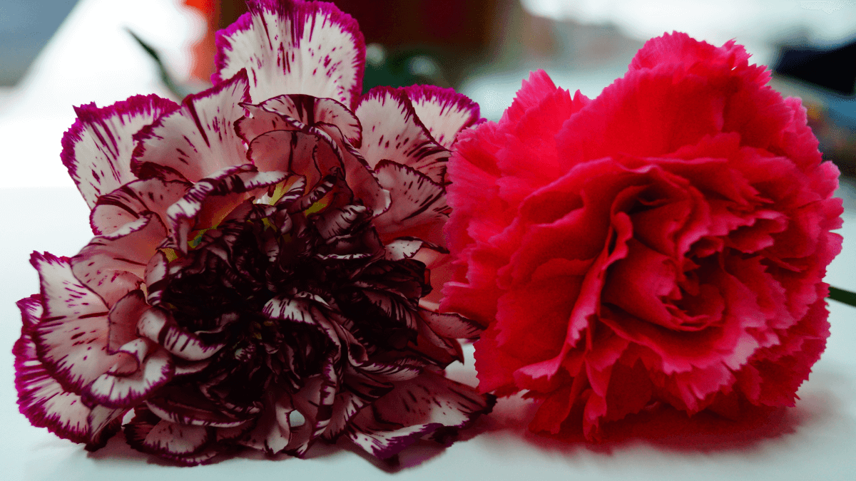 Tamnocrveni cvijet i jednak svijetlije crvene bboje cvijet