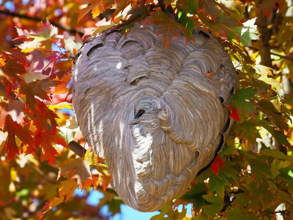 Gnijezdo stršljena | Pexels