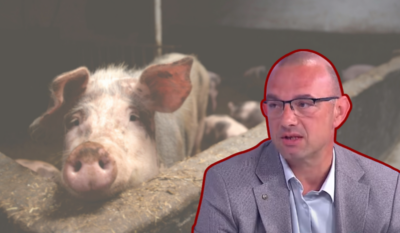 Profesor o svinjskoj kugi