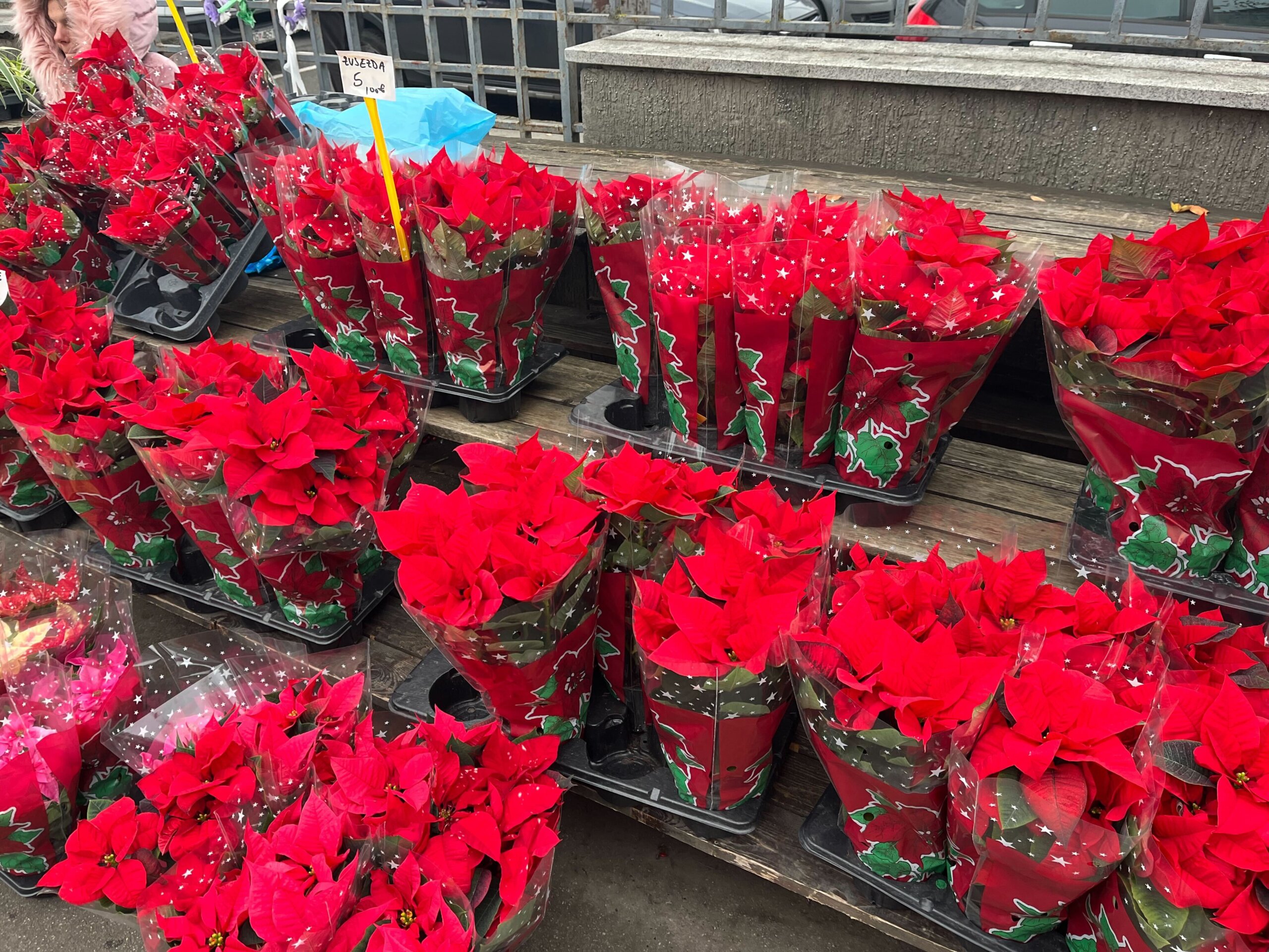 Božićne zvijezde na Kvatriću