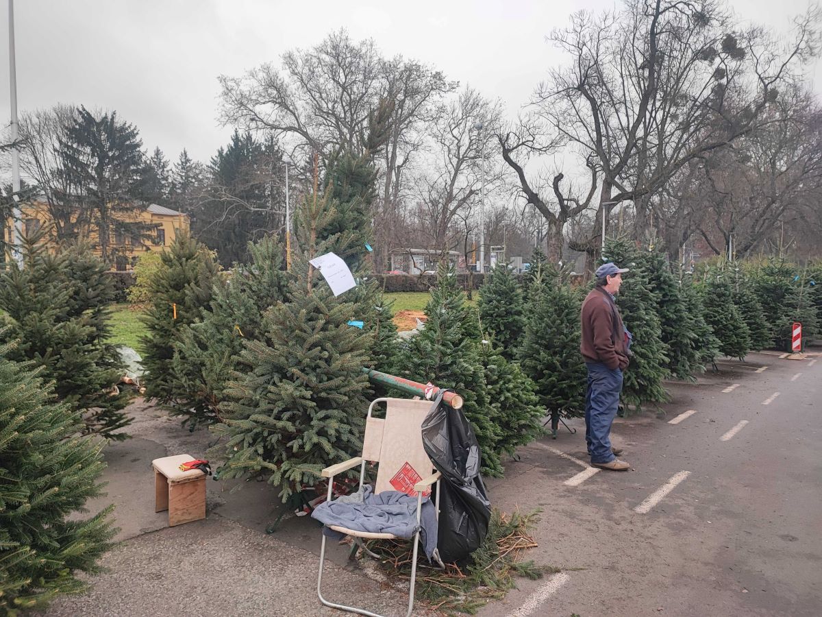 Prodaja borova na Maksimiru