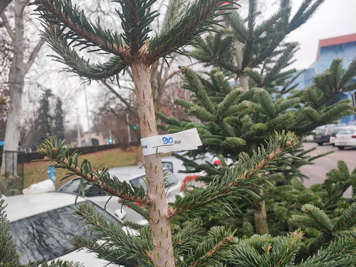 Prodaja borova na Maksimiru